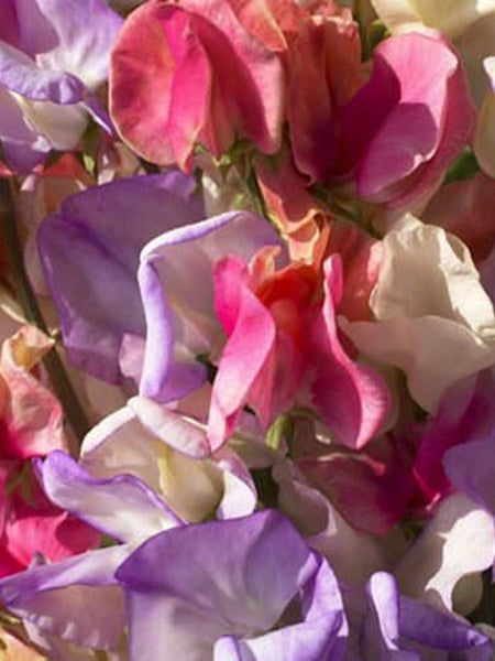 Sweet Pea - Incense Mix