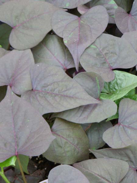 Ipomea - Sweet Potato Vine Ace of Spades