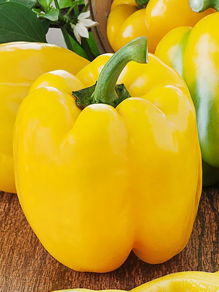 Vegetable - Pepper Sweet Yellow
