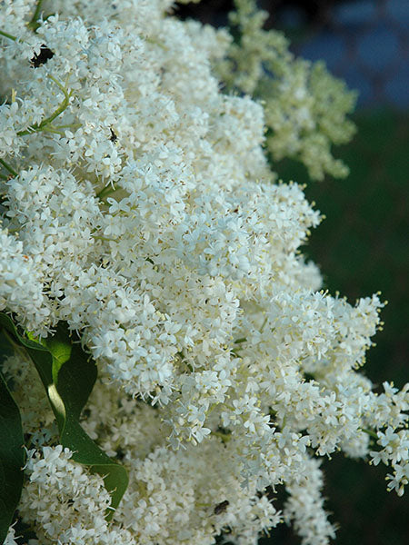 Lilac - Japanese Tree - 10 Gallon