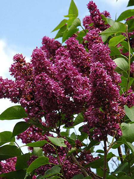 Lilac - Charles Joly, French - 2 Gallon