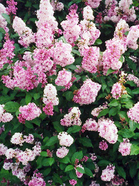Lilac - Donald Wyman Preston - 2 Gallon