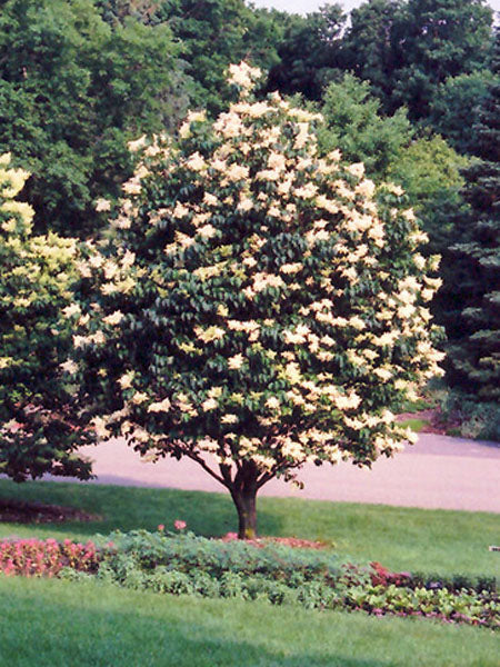 Lilac - Japanese Tree - 5 Gallon