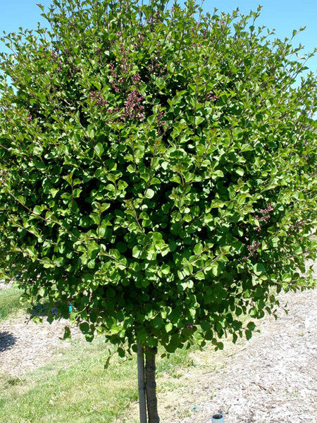 Lilac - Dwarf Korean Top Grafted - 5 Gallon