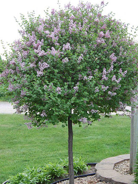 Lilac - Dwarf Korean Top Grafted - 5 Gallon