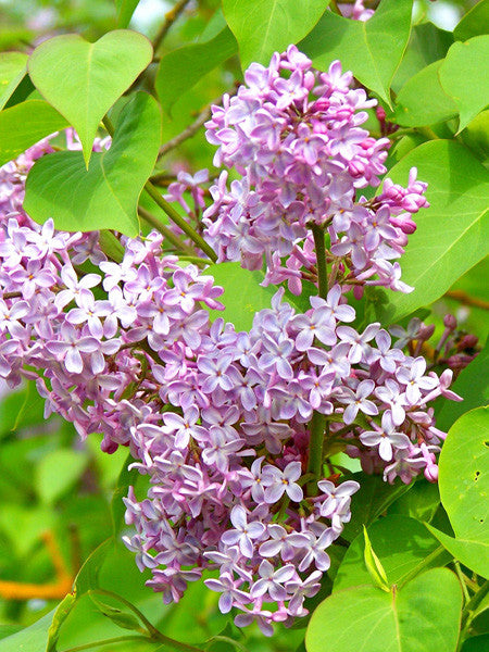 Lilac - Common - 2 Gallon