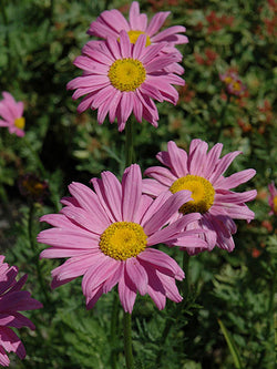 Painted Daisy - Robinson's Pink