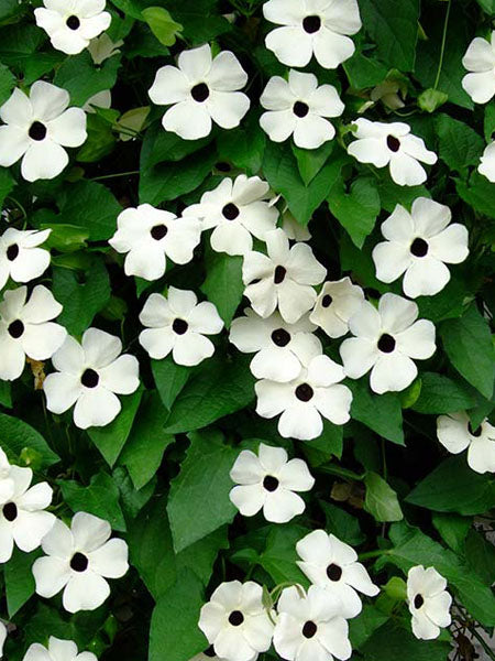 Thunbergia - Black-Eyed Susan Vine Sunny Susy® White Halo