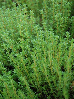 Herb - Thyme, English Vulgaris, Common