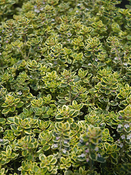 Herb - Lemon Thyme