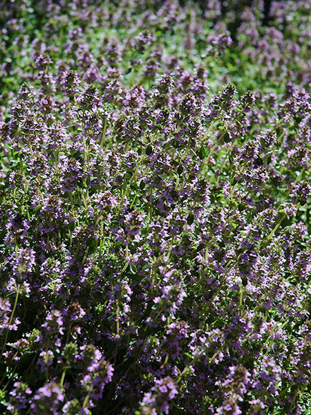 Herb - Lemon Thyme