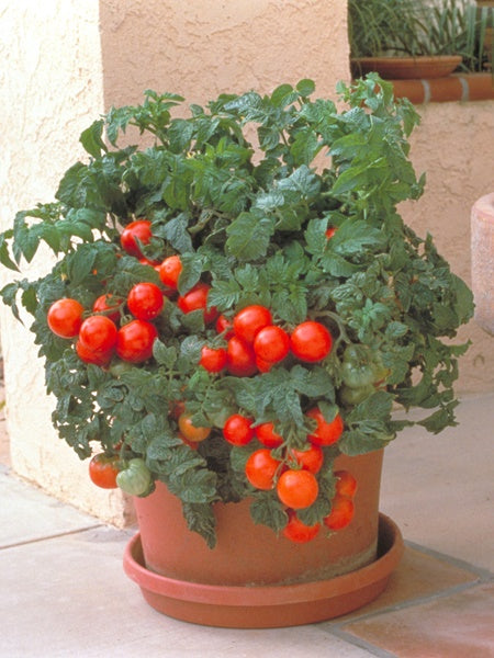 Vegetable - Tomato Patio