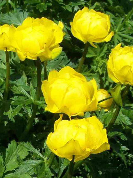 Globeflower Lemon Queen