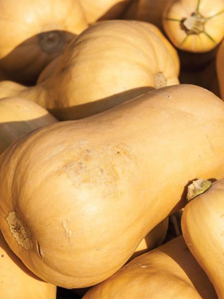 Vegetable - Squash Honeybaby Butternut
