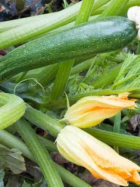 Vegetable - Squash Zucchini Paycheck