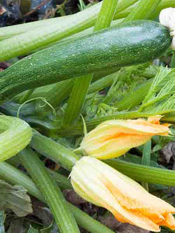 Vegetable - Squash Zucchini Summer