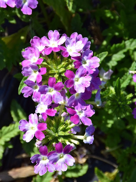 Verbena - Premium Obsession™ Cascade Twister Violet