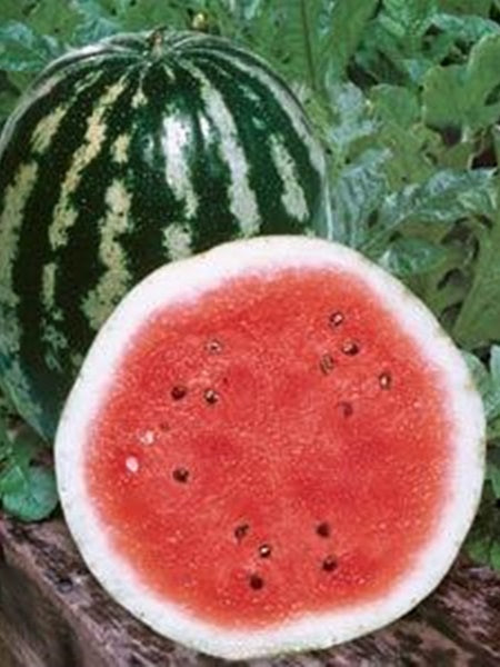 Vegetable - Watermelon Crimson Sweet