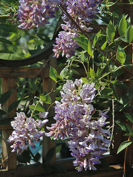 Wisteria - Summer Cascade - 2 Gallon
