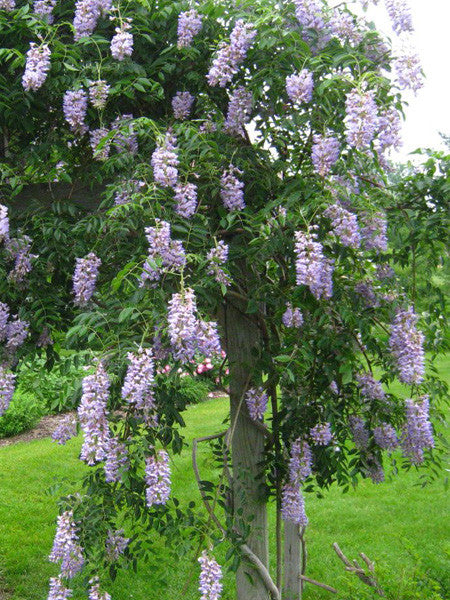 Wisteria - Blue Moon - 2 Gallon