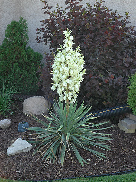 Yucca - Small Soapweed - 1 Gallon