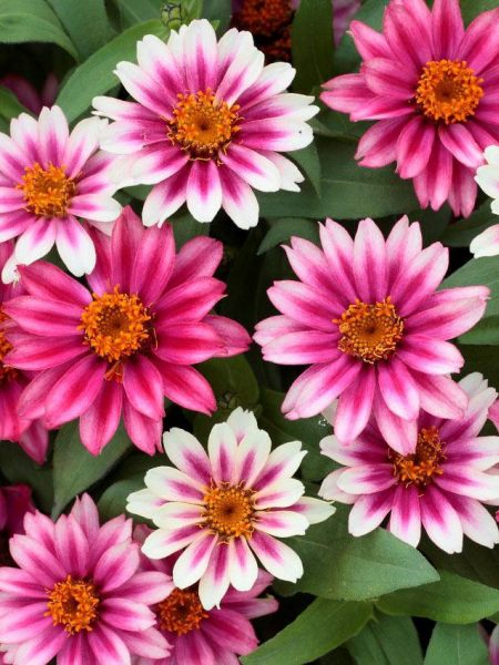 Zinnia - Profusion Cherry Bicolor