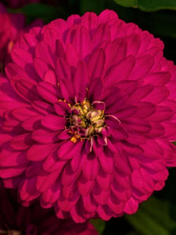 Zinnia - Zydeco Cherry