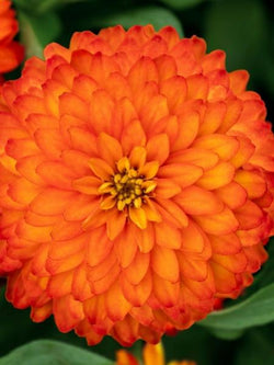 Zinnia - Zydeco Fire