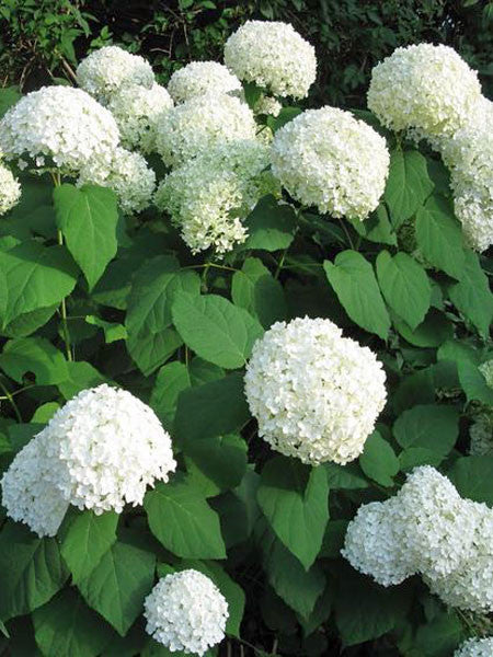 Hydrangea - Annabelle - 2 Gallon
