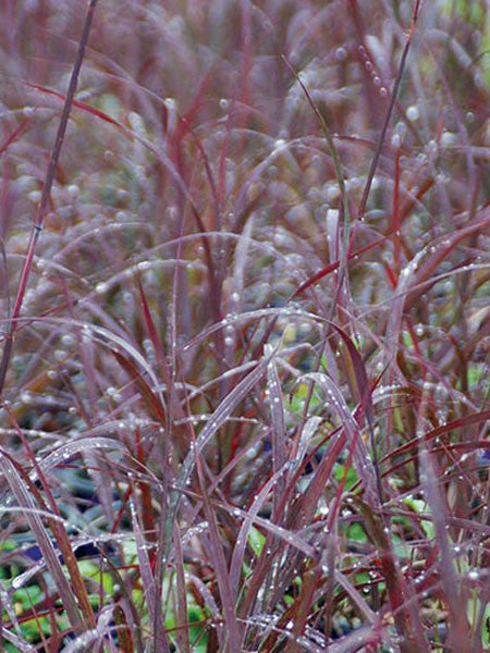Andropogon Grass - Big Bluestem, Black Hawks