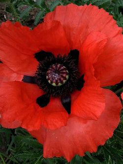 Poppy - Brilliant, Oriental