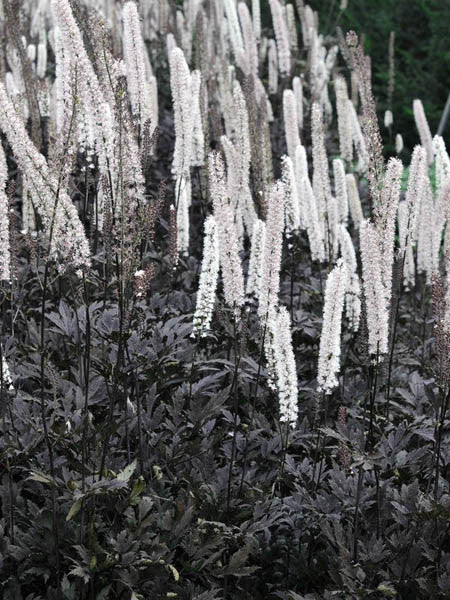 Actaea Simp - Bugbane Brunette