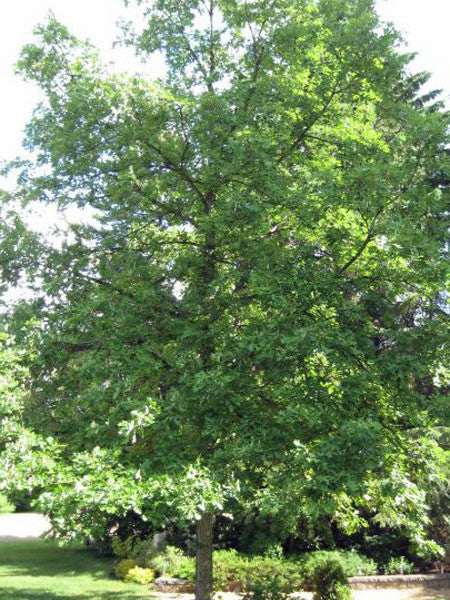Online Tree Nursery Calgary | Where To Buy Trees Alberta | Trees ...