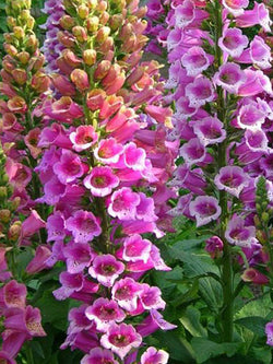 Foxglove - Candy Mountain Rose