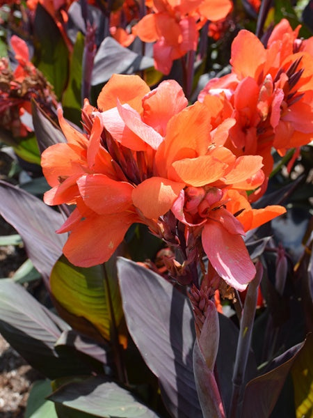 Canna Lily - Cannova® Bronze Leaf Orange