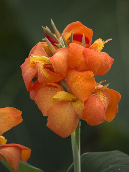 Canna Lily - Cannova® Orange Shades