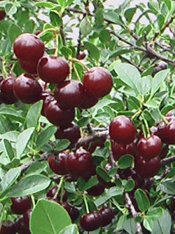 Cherry - Carmine Jewel - 2 Gallon