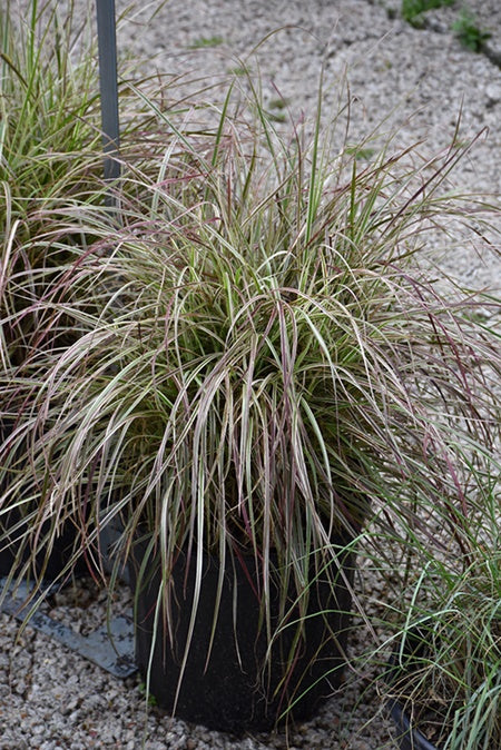 Pennisetum Cherry Sparkler Fountain - Annual Grass