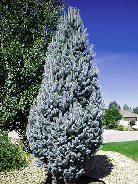 Spruce - Columnar Blue - 5 Gallon