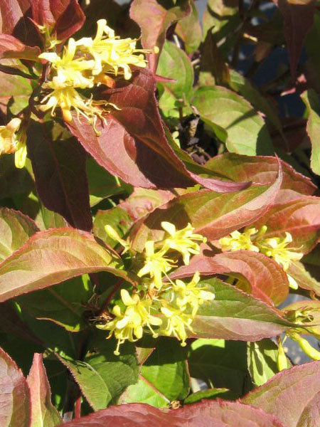 Honeysuckle - Copper Dwarf Bush - 2 Gallon