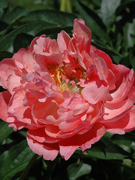 Paeonia Peony Coral Sunset