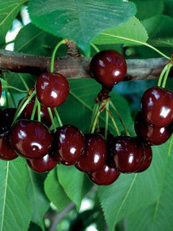 Cherry - Cupid - Tree 10 Gallon