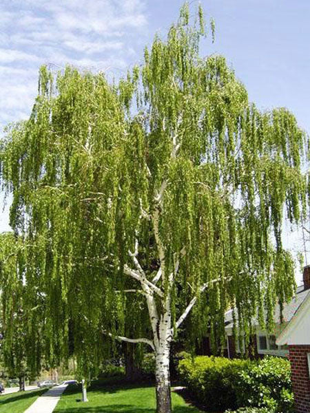 Birch - Cutleaf, Weeping - 10 Gallon