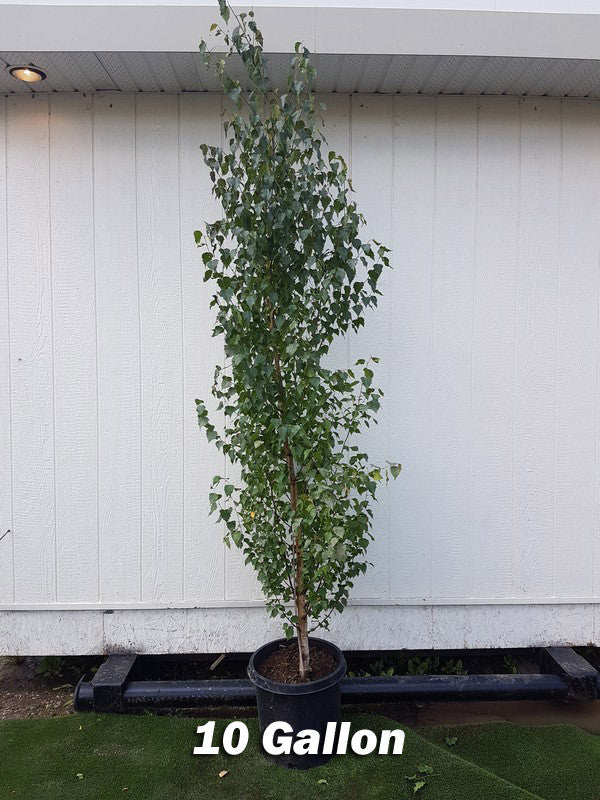 Birch Dakota Pinnacle 10 Gallon Calgary Plants