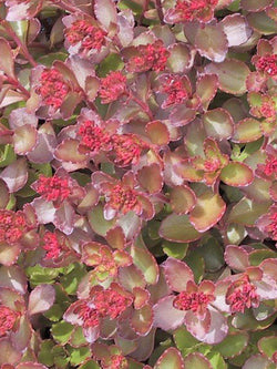 Stonecrop - Dragon's Blood
