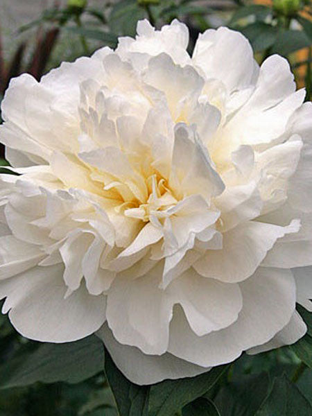 Paeonia - Peony Duchesse De Nemours