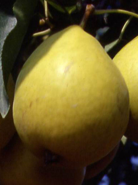 Pear - Early Gold - 5 Gallon