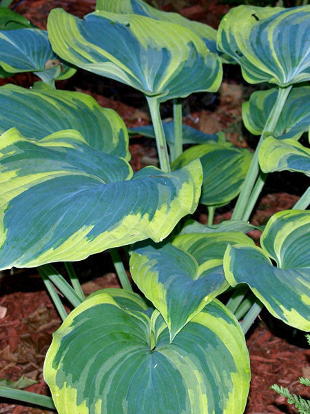 Hosta Earth Angel