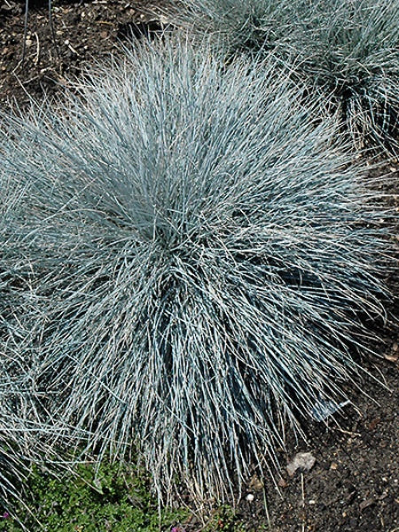 Grass Fescue Elija Blue