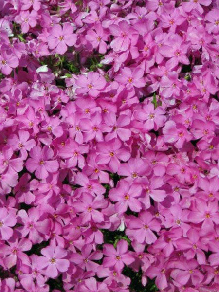 Phlox - Subulata Creeping Phlox Emerald Pink